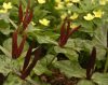 Show product details for Trillium angustipetalum